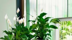 Цветок Спатифиллум – уход в домашних условиях