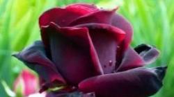 Цветок черная роза Настоящая черная роза